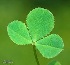 Attēlu rezultāti vaicājumam “Trifolium hybridum”