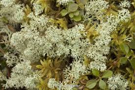 Attēlu rezultāti vaicājumam “Cladonia mitis”