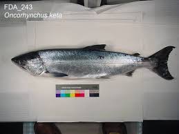 Image result for Oncorhynchus keta