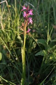 Attēlu rezultāti vaicājumam “Dactylorhiza russowii”