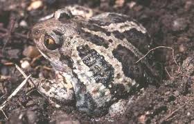 Attēlu rezultāti vaicājumam “Pelobates fuscus”