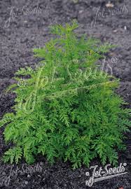 Image result for Artemisia annua