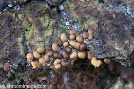 Attēlu rezultāti vaicājumam “Trichia contorta sessile”