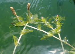 Attēlu rezultāti vaicājumam “Potamogeton perfoliatus flower”