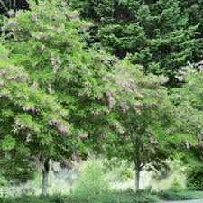 Attēlu rezultāti vaicājumam “Robinia pseudoacacia flower”