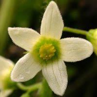 Attēlu rezultāti vaicājumam “Cribraria oregana macro”