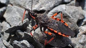 Attēlu rezultāti vaicājumam “Rhynocoris annulatus imago”