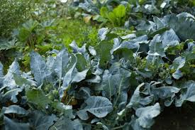 Attēlu rezultāti vaicājumam “Brassica napus”