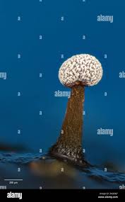 Attēlu rezultāti vaicājumam “Physarum compressum stalked”