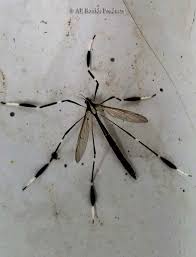 Attēlu rezultāti vaicājumam “Tipulidae female”