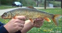 Image result for Moxostoma macrolepidotum