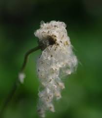 Attēlu rezultāti vaicājumam “Anemone sylvestris leaf”