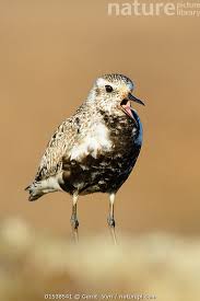 Attēlu rezultāti vaicājumam “Pluvialis squatarola”