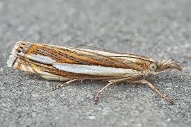 Attēlu rezultāti vaicājumam “Crambus silvella”