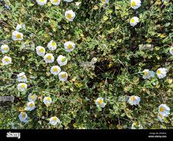 Attēlu rezultāti vaicājumam “Cistaceae”