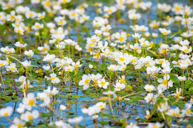 Attēlu rezultāti vaicājumam “Batrachium”