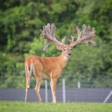 Image result for Big Bucks High Rollers