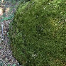 Attēlu rezultāti vaicājumam “Anomodon attenuatus”