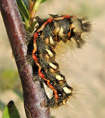 Attēlu rezultāti vaicājumam “Cystiphora sanguinea larva”