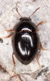 Attēlu rezultāti vaicājumam “Leiodidae”