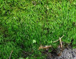 Attēlu rezultāti vaicājumam “Dicranodontium denudatum”