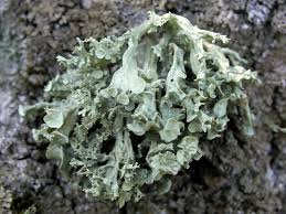 Attēlu rezultāti vaicājumam “Ramalina fastigiata”