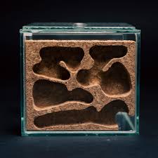 Image result for ytong ants