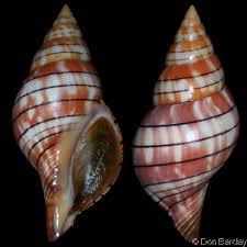 Image result for Cinctura hunteria