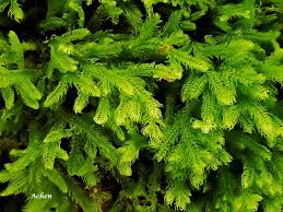 Attēlu rezultāti vaicājumam “Blepharostoma trichophyllum”