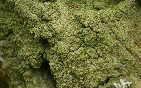 Attēlu rezultāti vaicājumam “Bacidia rubella”