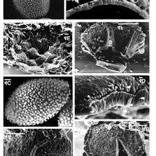 Attēlu rezultāti vaicājumam “Licea testudinacea plasmodium”