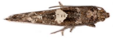 Attēlu rezultāti vaicājumam “Acrolepiopsis assectella”