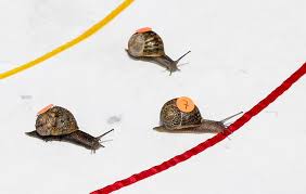 Image result for World Snail Racing Championships