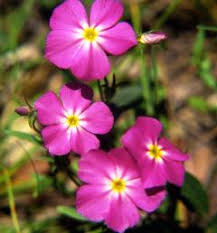 Image result for Phlox drummondii