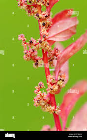 Attēlu rezultāti vaicājumam “Chenopodium polyspermum var. acutifolium flower”