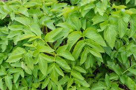 Attēlu rezultāti vaicājumam “Angelica archangelica leaf”