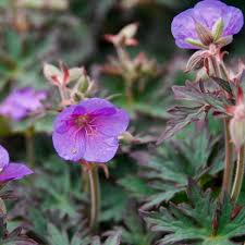 Attēlu rezultāti vaicājumam “Geranium pratense”