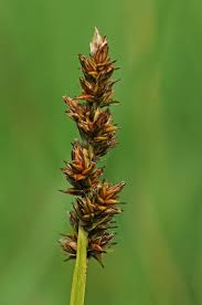 Attēlu rezultāti vaicājumam “Carex vulpina”