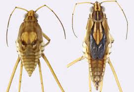 Attēlu rezultāti vaicājumam “Gerridae”