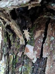 Attēlu rezultāti vaicājumam “Akanthomyces aculeatus”