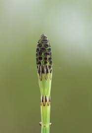 Attēlu rezultāti vaicājumam “Equisetum palustre”