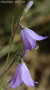 Attēlu rezultāti vaicājumam “Campanula rotundifolia leaf”