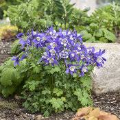 Image result for Aquilegia caerulea
