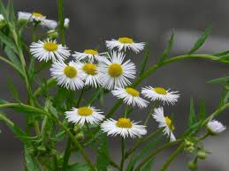 Attēlu rezultāti vaicājumam “Erigeron annuus”