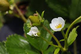 Attēlu rezultāti vaicājumam “Fragaria x ananassa flower”