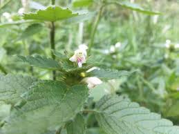 Attēlu rezultāti vaicājumam “Galeopsis tetrahit leaf”