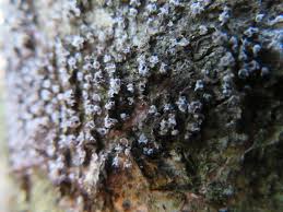 Attēlu rezultāti vaicājumam “Physarum luteolum spores”