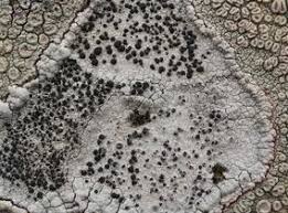 Attēlu rezultāti vaicājumam “Arthonia byssacea”