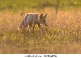 Attēlu rezultāti vaicājumam “Vulpes vulpes  juvenile”