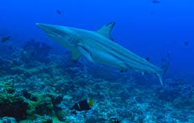 Image result for Carcharhinus limbatus